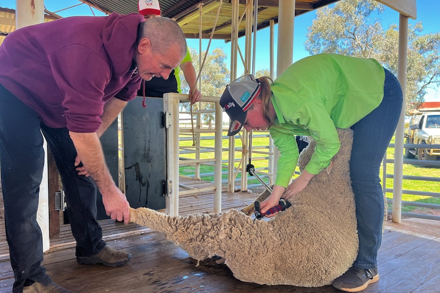 a man holds a sheep's leg as a student shears it