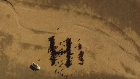 Drone aerial view of cows herded into formation to spell the word 'Hi'.