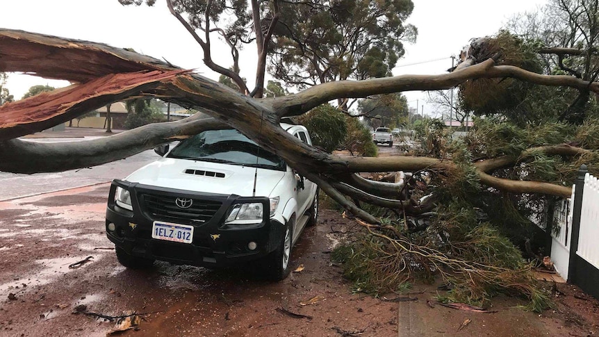 A large tree collapsed on a car during wild Kalgoorlie storms.