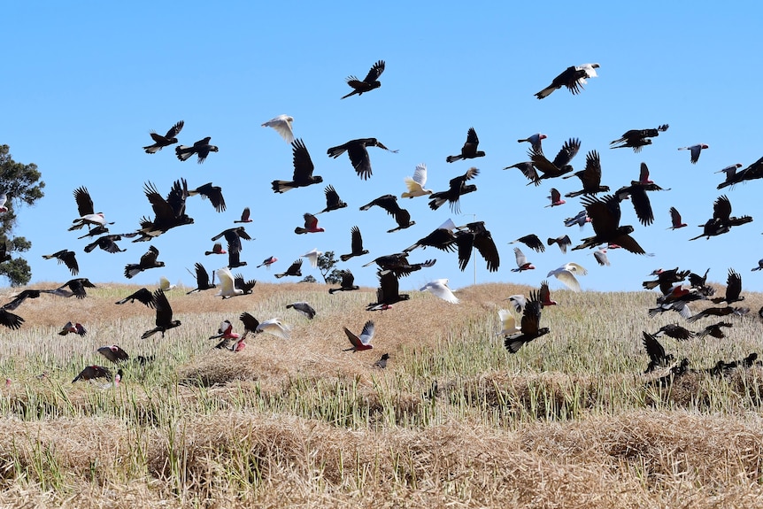 A flock of cockatoos flying over agricultural land.