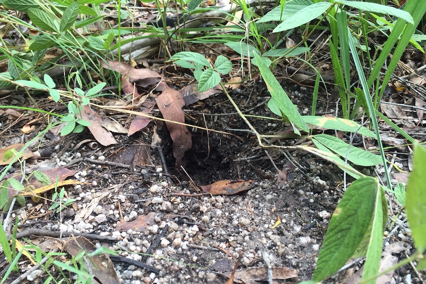 A small hole, about eight centimetres deep, where a bettong has dug out a truffle.