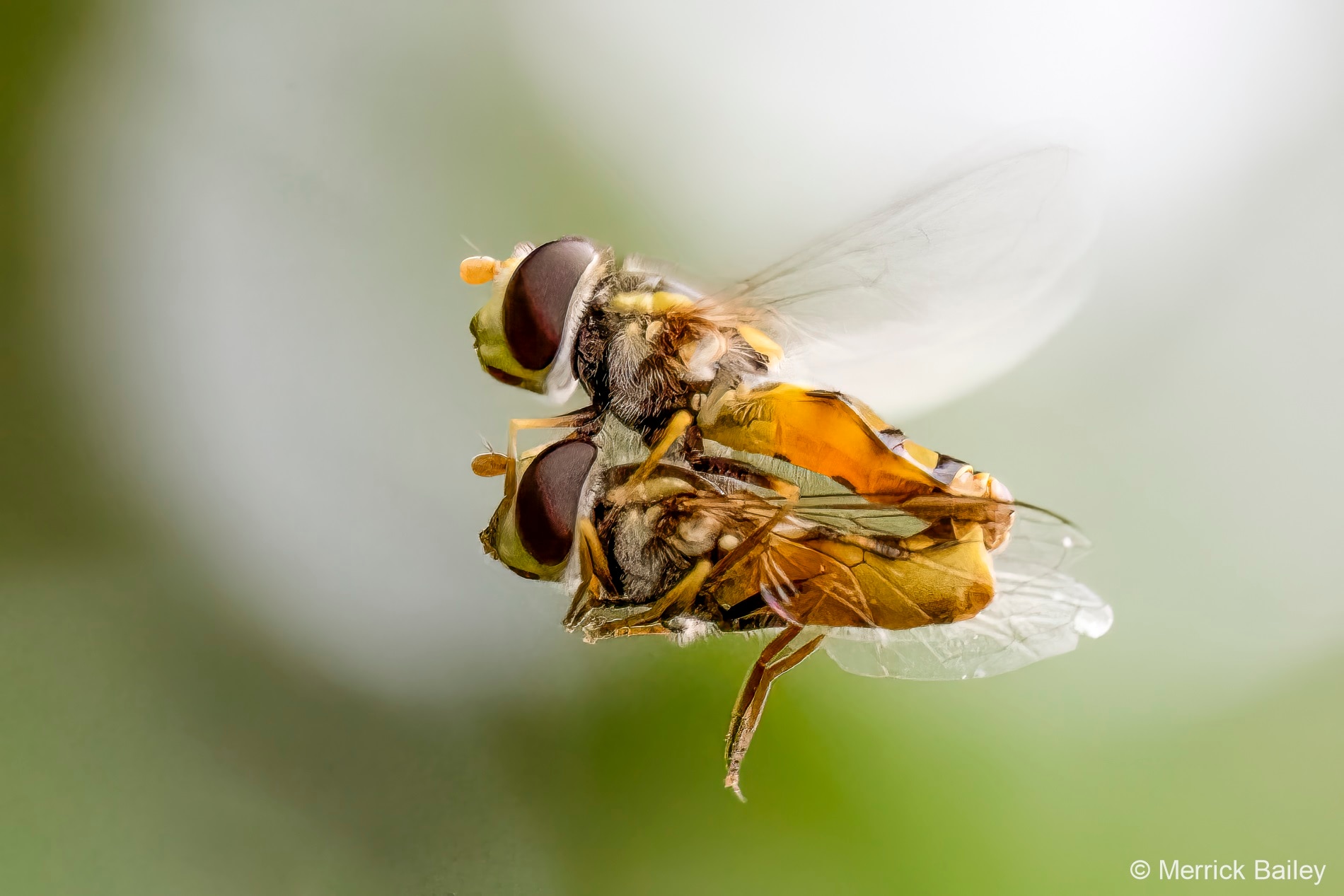 A close up of two flies mating in mid air