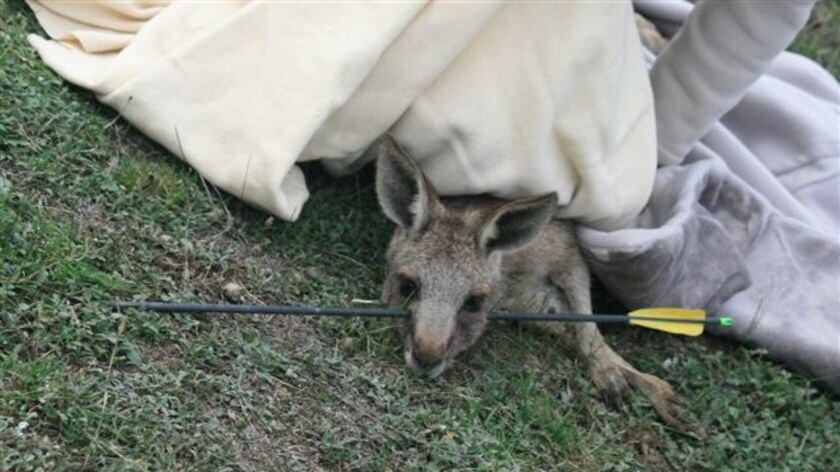 A two-year-old kangaroo was found in bushland yesterday with an arrow lodged in the side of its face