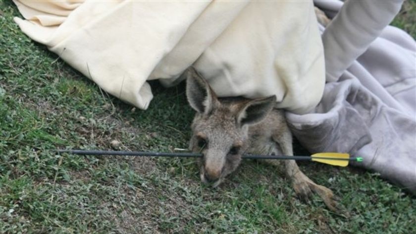 A two-year-old kangaroo was rescued after being shot in May.