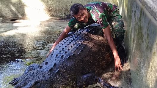 The soldier hugs a huge crocodile
