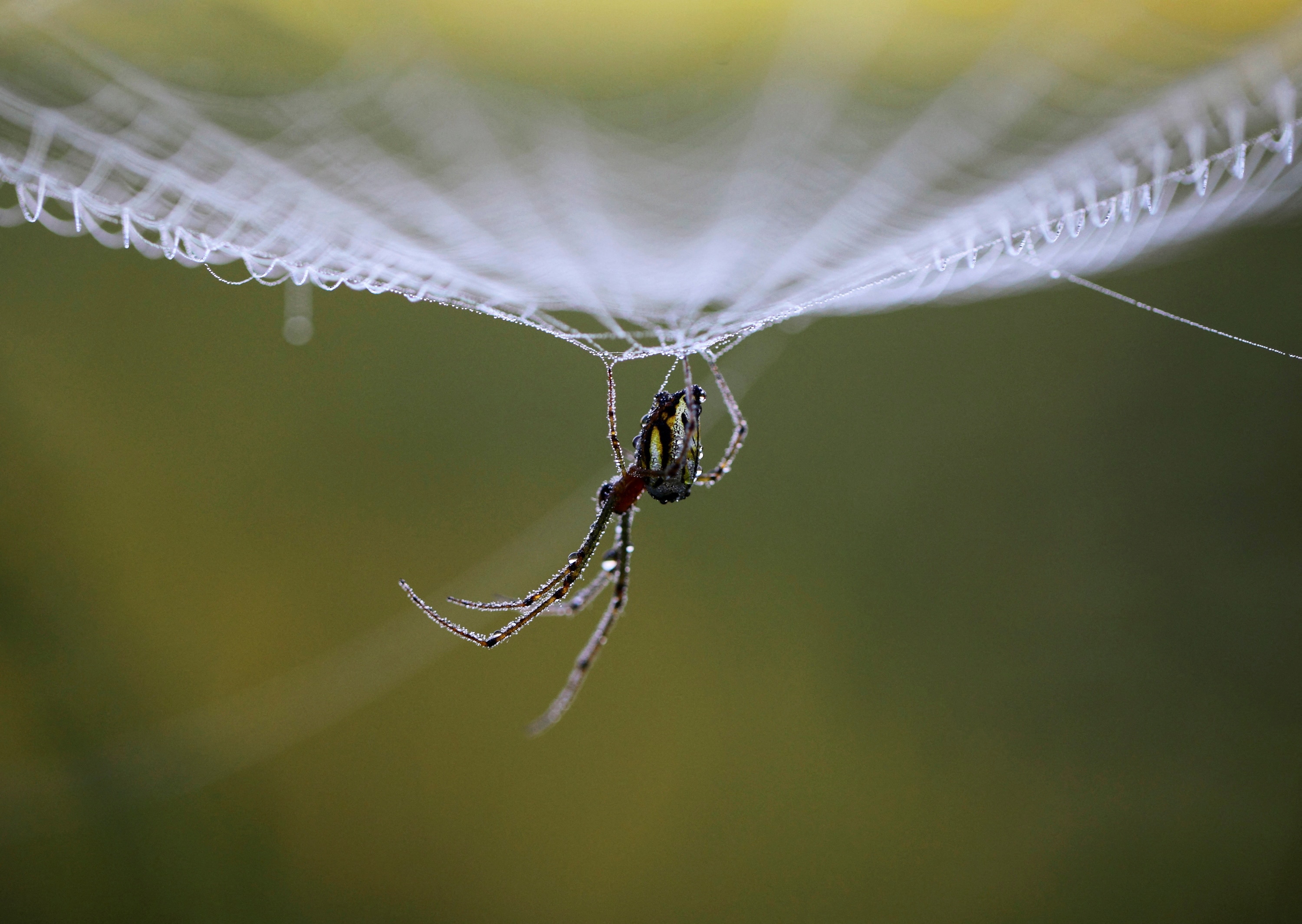 a black spider hangs upside down from a spider web