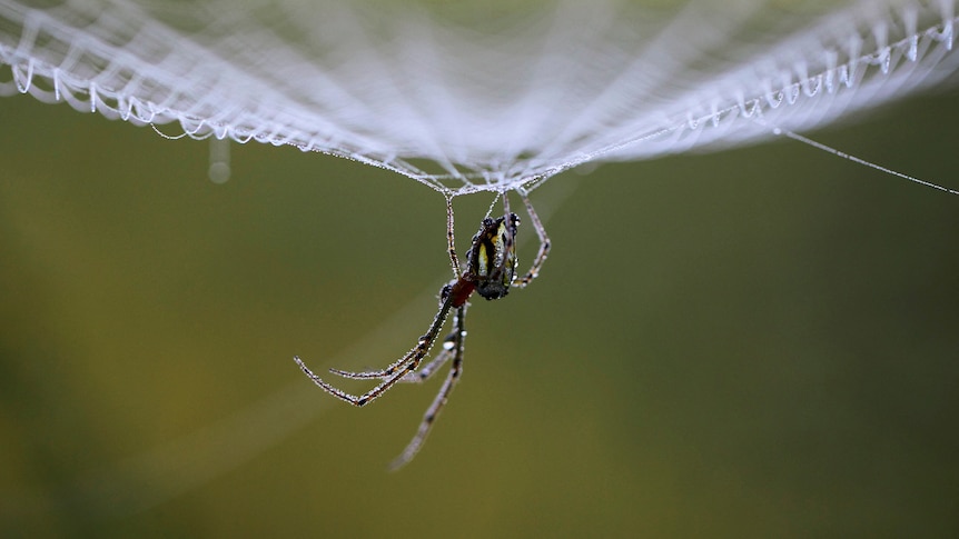 a black spider hangs upside down from a spider web