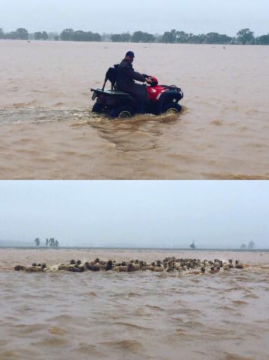 Farmer Dave Patton mustering sheep in floodwaters on his Merringreen property, near Ungarie in June 2016.