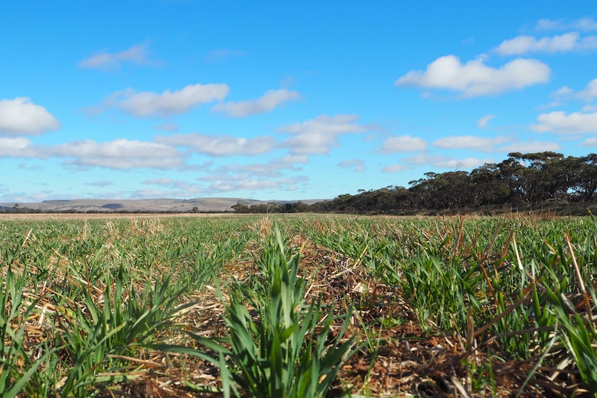 Close up of malting barley crop, Spartacus.