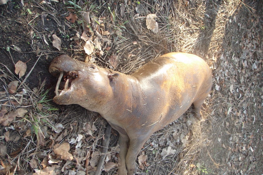 Dead pygmy hippopotamus
