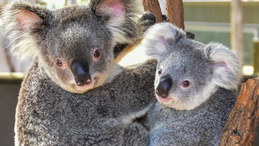 An adult koala and baby koala nestle on a tree together.