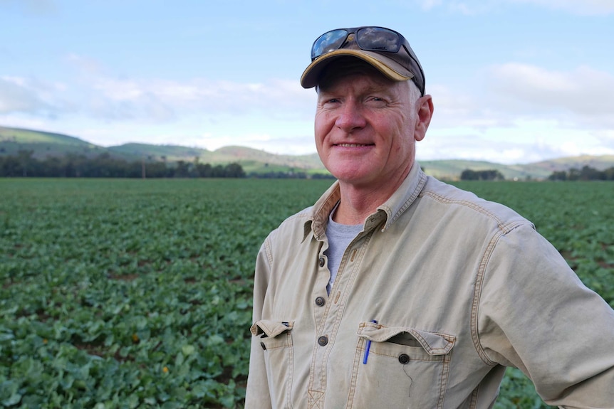 A farmer stands in front of a canola crop in southern New South Wales