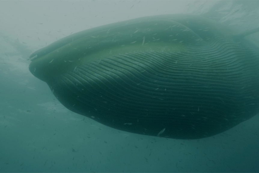 an image of the front of a fin whale under water taken from the side
