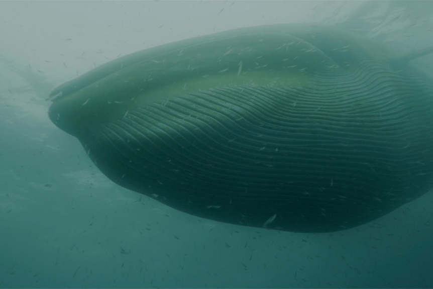 Huge group of southern fin whales captured in Antarctic feeding