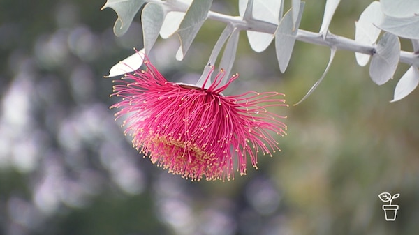 Bright pink 'shaggy' flower growing from eucalyptus stem