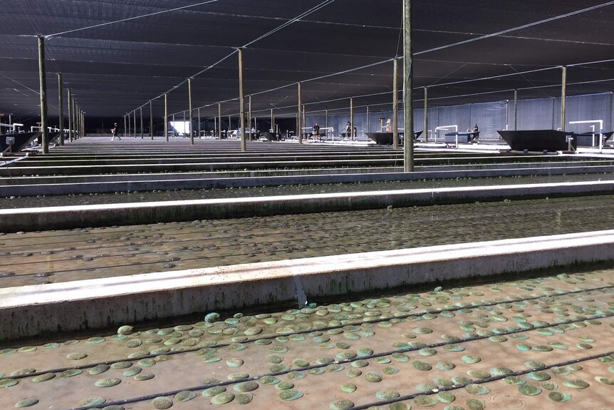 Wide shot of rows of large shallow tanks containing abalone. The tanks are covered with a black shade sails.