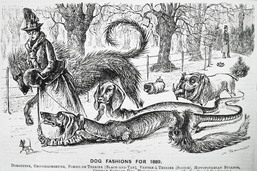 A satricial cartoon from the 19th century shows a woman walking with a variety of made-up dog cross-breeds.