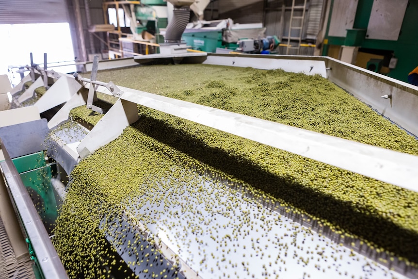 Thousands of tiny green beans in a silver metal processing tray.