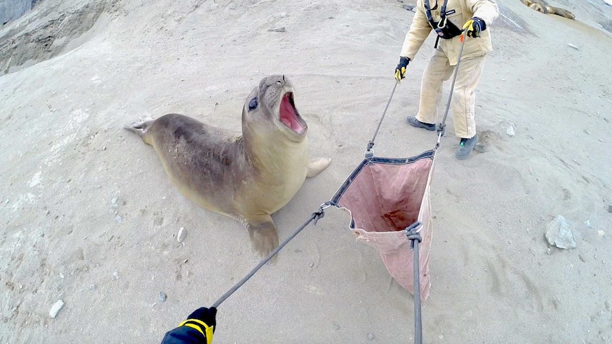 An elephant seal about to have bag placed over head.