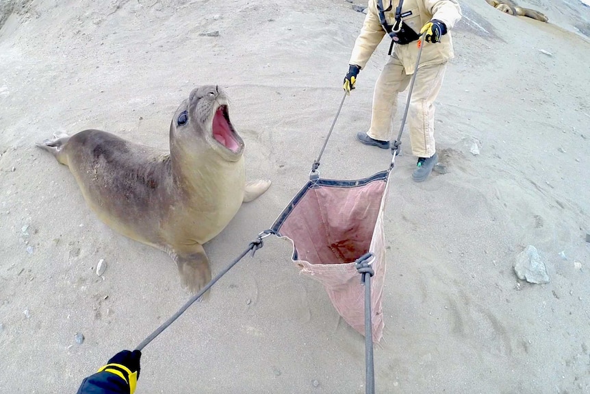 An elephant seal about to have bag placed over head.