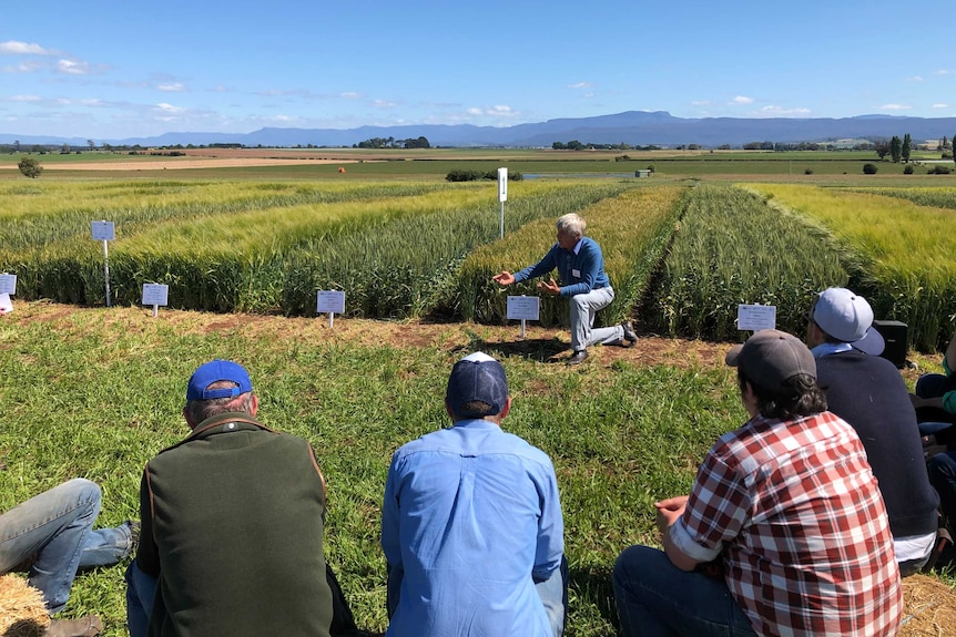 A man crouches down on one knee in front of rows of different crop trials, while an audience of farmers watch on