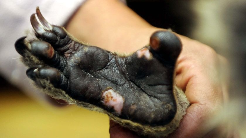 The foot of a koala saved from the bushfires in Gippsland is cared for