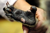 The foot of a koala saved from the bushfires in Gippsland is cared for