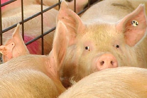 Pink pigs in a pen, looking at one's face and the other's bottoms