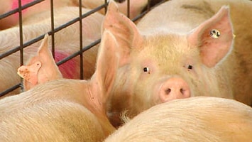 Pigs at Mount Gambier