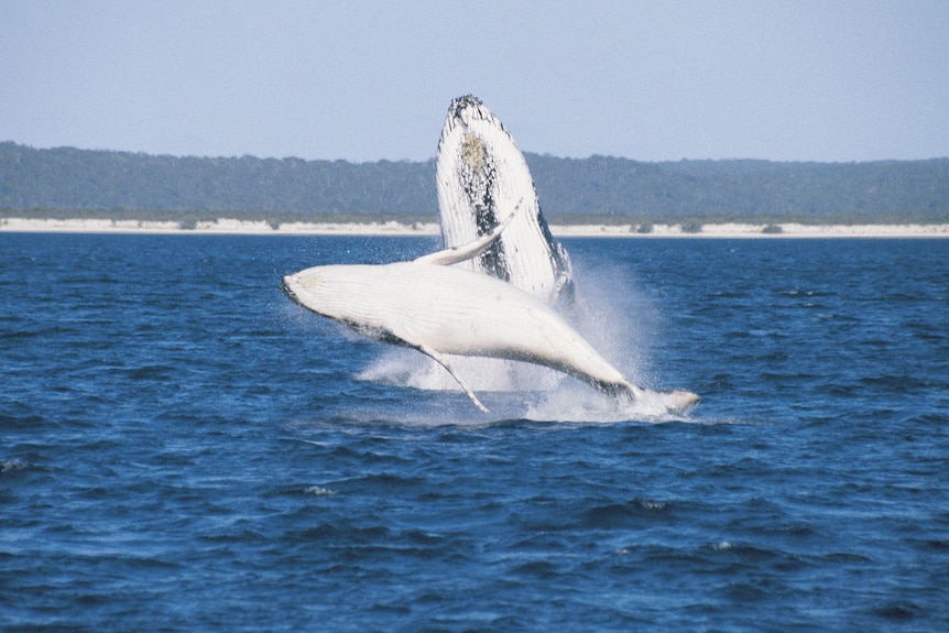 whales in Hervey Bay