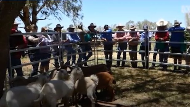 A group of people wearing Akubra-style hats stand around outside a fence looking at white and brown goats inside.