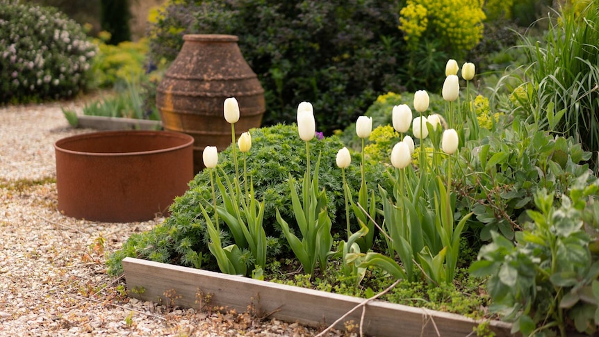 Drought proof garden with gravel paths is one way to help your gardens thrive in the big dry