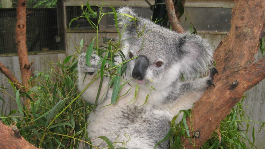 Koala at Blackbutt Reserve.JPG