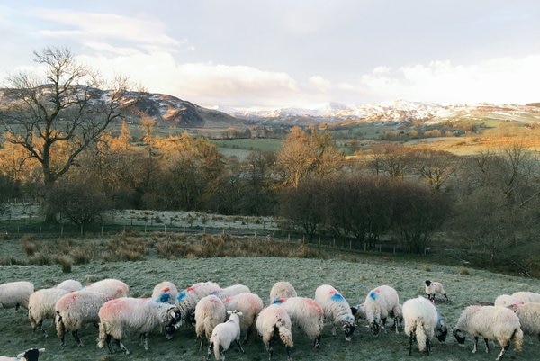 James Rebanks sheep farm, northern England