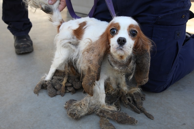 A white dog with long matted brown fur around its paws and ears