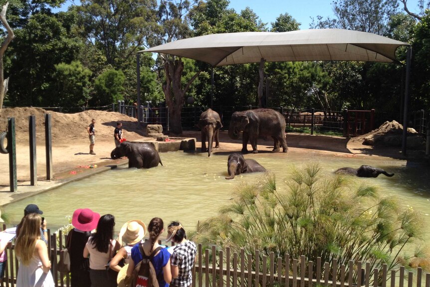 Elephants frolic in a pool at Melbourne Zoo