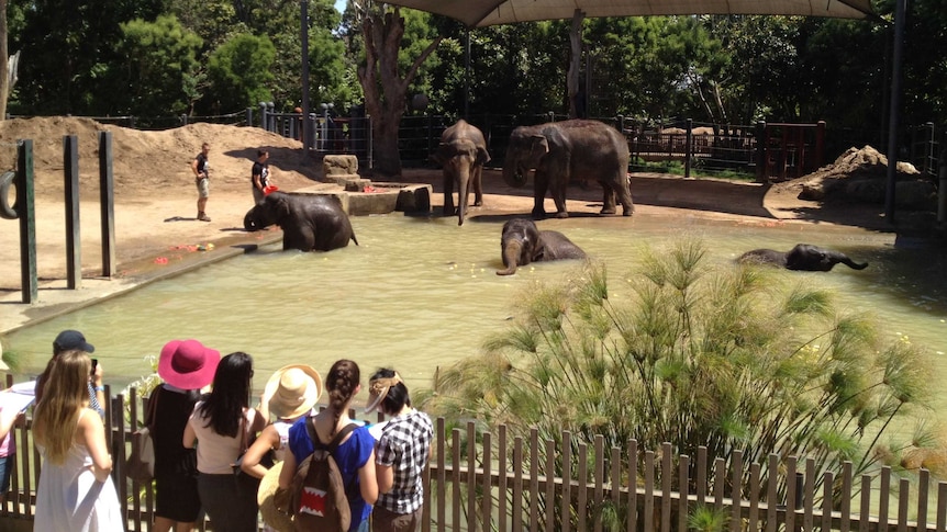 Elephants frolic in a pool at Melbourne Zoo