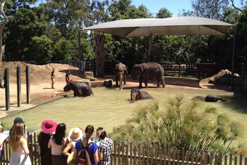 Elephants cool off at Melbourne Zoo