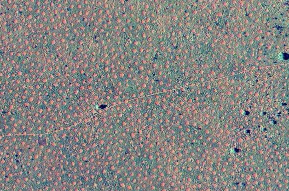 Rare 'fairy circles' discovered near Newman in Western Australia