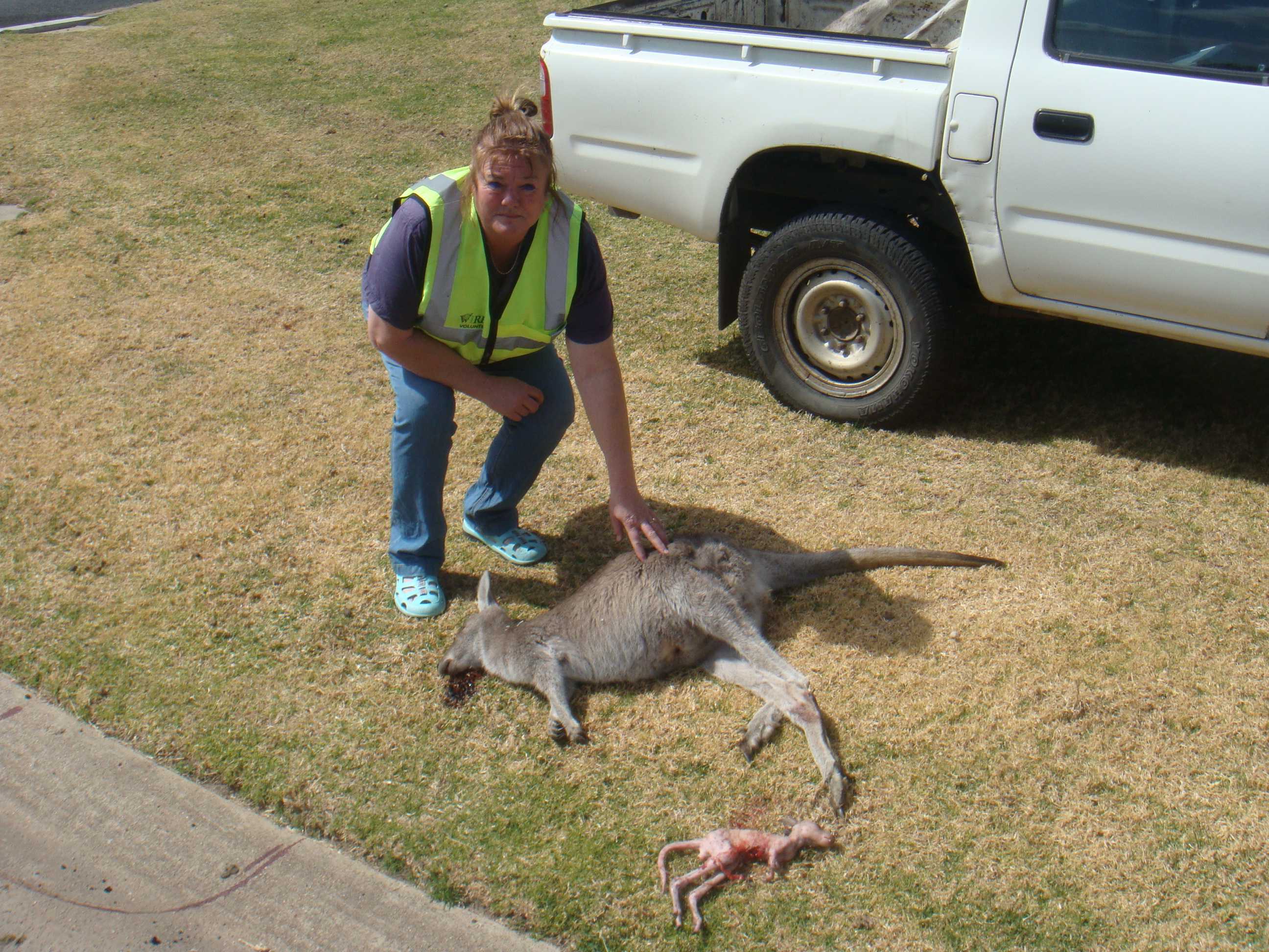 Dead and injured kangaroos found lying on nature strip in 'disgusting
