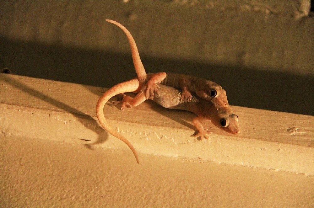 Asian house geckos are all over your home, and there's not much you can