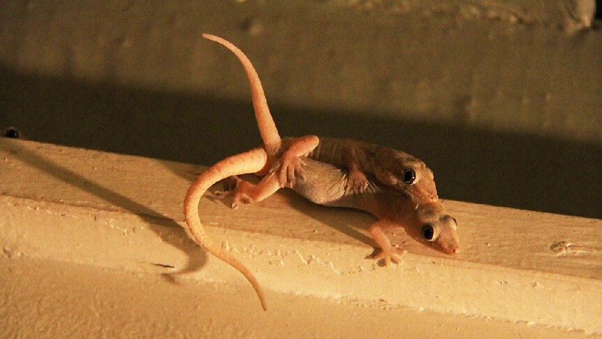 Asian House Geckos mating
