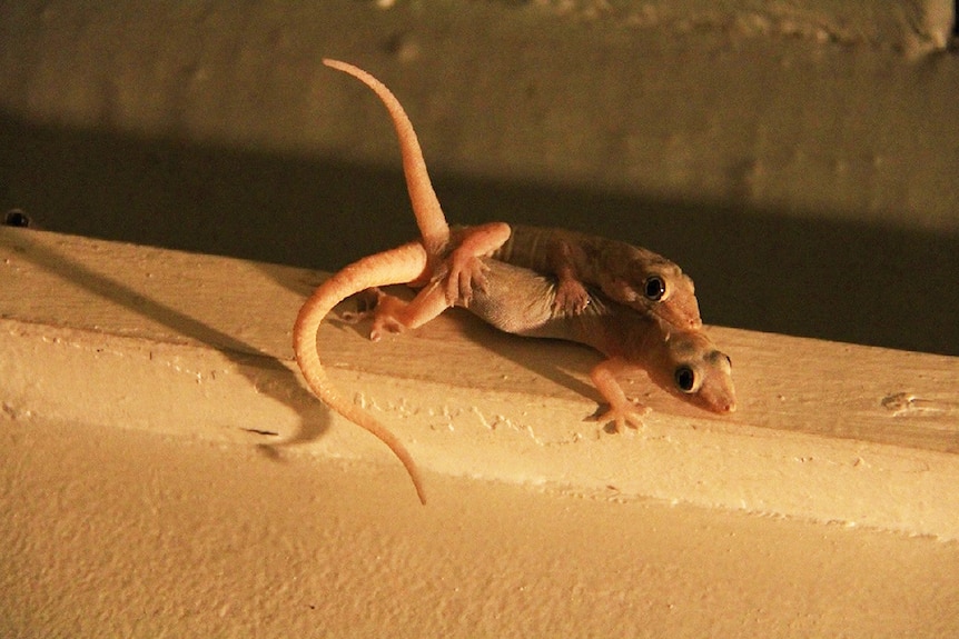 Asian House Geckos mating