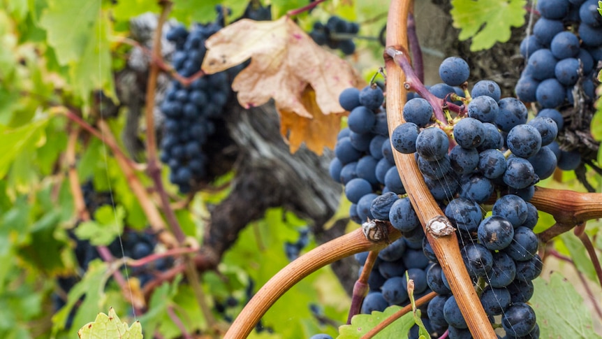 Grapes on the vine after being watered during the heatwave