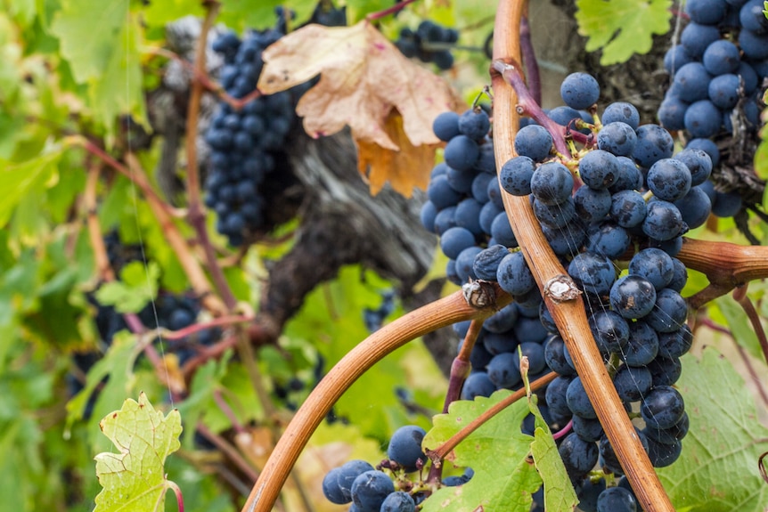 Grapes on the vine after being watered during the heatwave