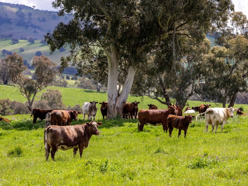 Shorthorn cattle standing in a green paddock under a tree