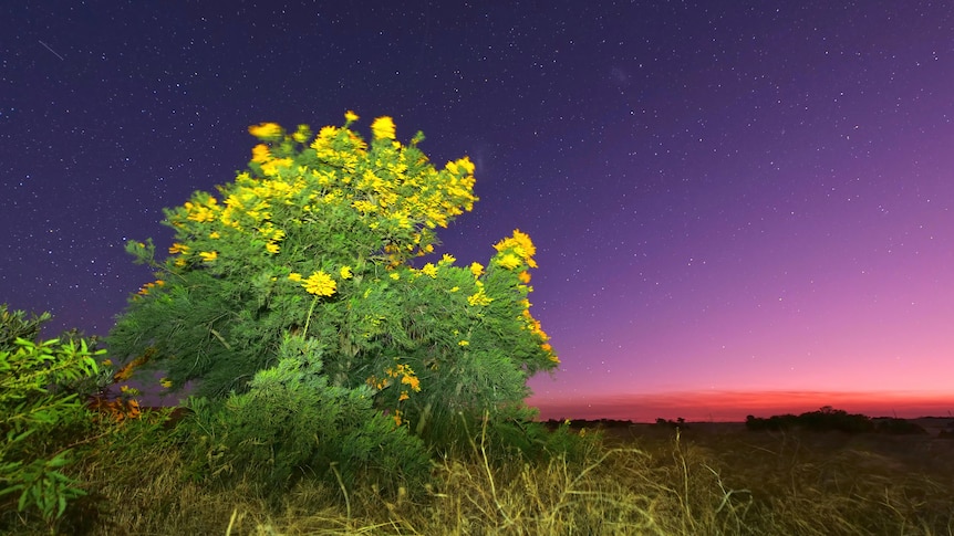 A Moodjar tree blowing in the wind against a sunset twilight sky