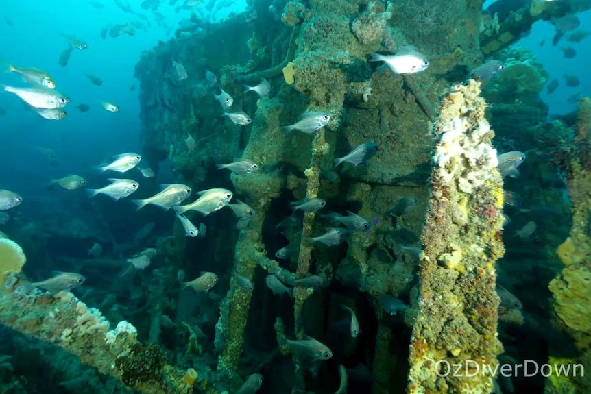 A school of fish surround the Nyora shipwreck