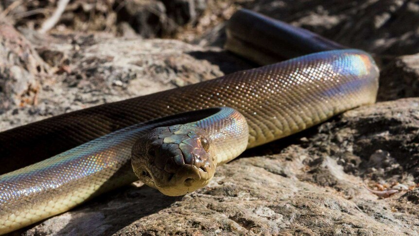 A brown snake with a creamy underside lays coiled on rock.