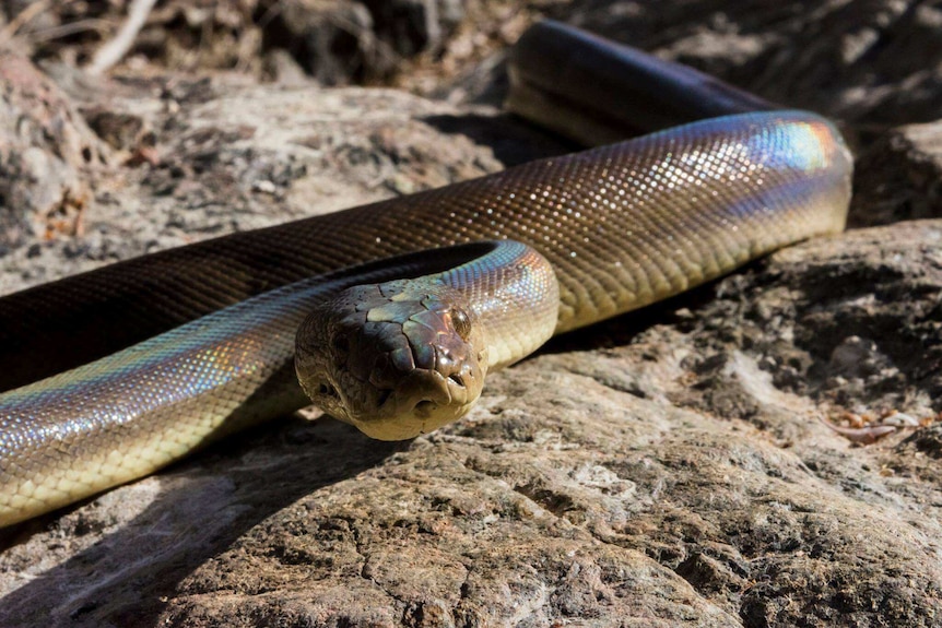 A brown snake with a creamy underside lays coiled on rock.